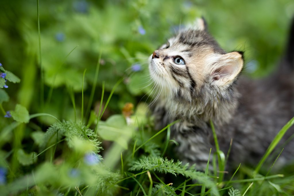 Chaton tigré aux yeux bleus qui renifle en l'air au milieu de l'herbe