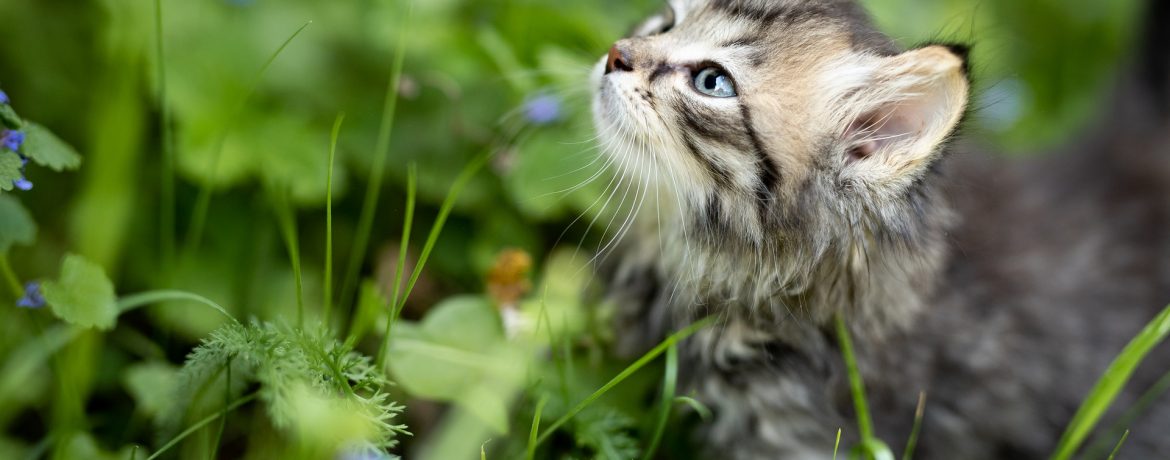 Chaton tigré aux yeux bleus qui renifle en l'air au milieu de l'herbe