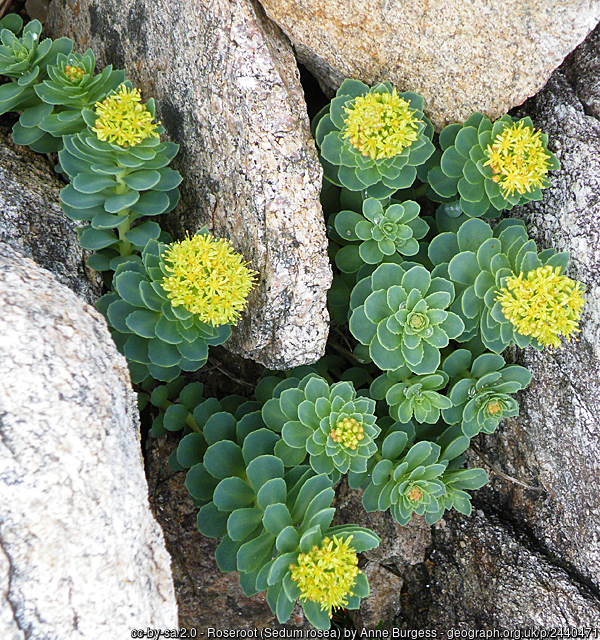 La Rhodiola pour résister au stress et à la fatigue