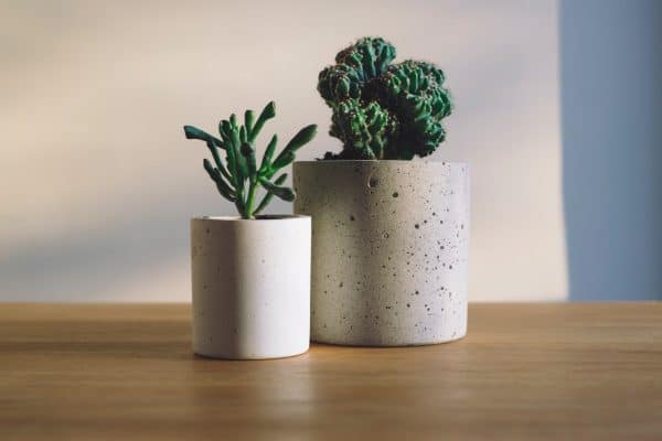 Des plantes pour son bien-être !