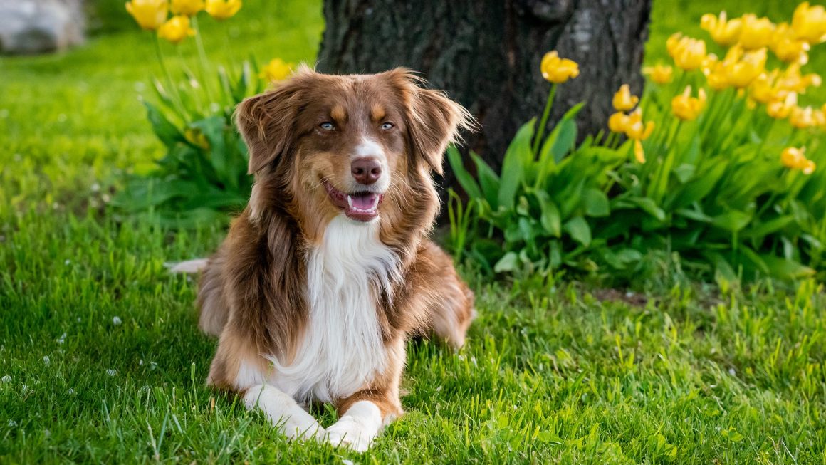 australian-shepherd-gb429b7dd1_1920