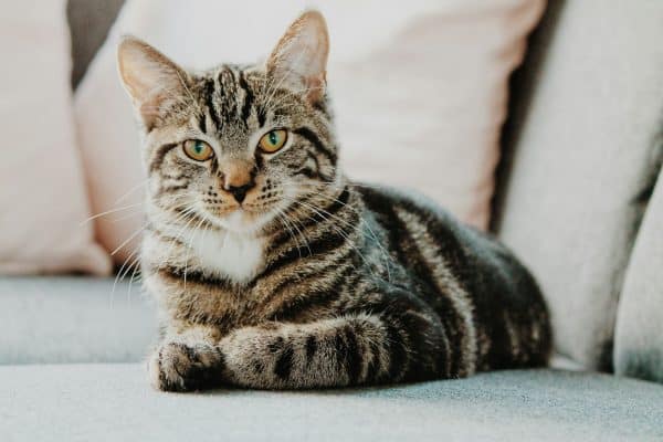 Quels sont les signes d’une pancréatite chez un chat ?