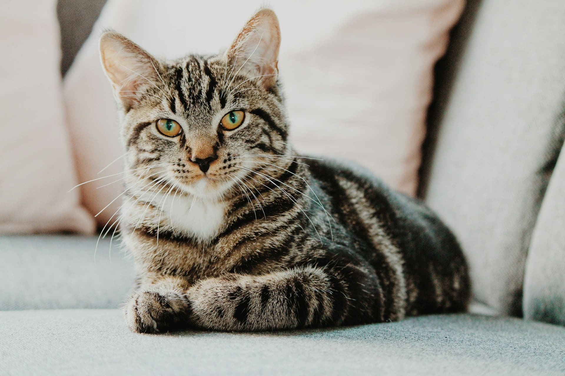 signes pancréatite chat